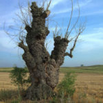 Old Mulberry, Deliblato Sands, Serbia