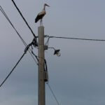 Stork